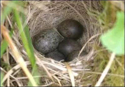 Quel oiseau pond ses ufs dans le nid des autres oiseaux ?