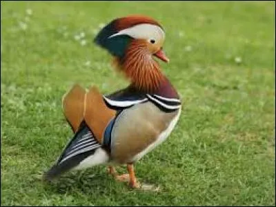 Les os des canards sont remplis majoritairement ...