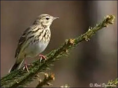 Quel espèce d'oiseau fait son nid au sol ?