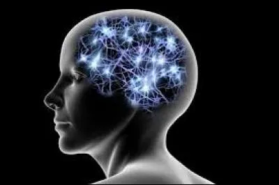 Parmi ces oiseaux, lequel a le plus de mémoire ?