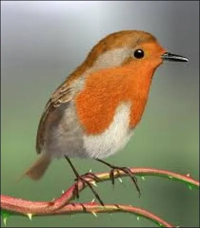 L'oiseau le plus petit du monde est :