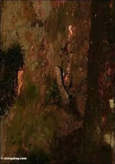 Quel oiseau perce les arbres pour prendre des insectes ?