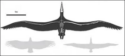 Quel est l'oiseau avec la plus grand envergure ?