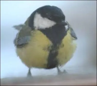 Quel est l'oiseau le plus gros du monde ?