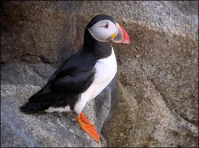Quel oiseau nage le plus vite au monde ?