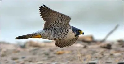 Quel est l'oiseau le plus rapide au monde ?