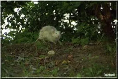 Lequels de ces oiseaux peut voir clairement une souris à des centaines de mètres ?