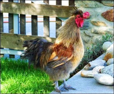 Qui présente "L'uf ou la Poule ?" sur D8 depuis avril 2016 ?