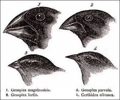 Quel scientifique a élaboré sa célèbre théorie en comparant les becs des pinsons des différentes îles des Galapagos ?