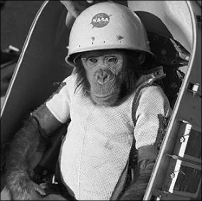 Quel pays a préféré les chimpanzés aux chiens pour son programme spatial ?