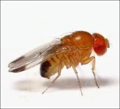 En raison de son cycle de reproduction court, la drosophile est devenue l'espèce modèle de la recherche en génétique. Comment cette mouche chère aux scientifiques est-elle également appelée ?