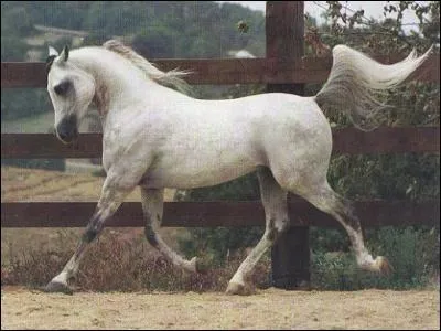 Parmi ces amplitudes demandées au trot, laquelle n'existe pas ?