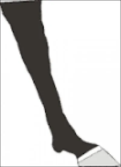 Comment appelle-t-on cette balzane ?