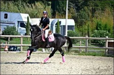 Existe-t-il des guêtres pour les postérieurs du cheval ?
