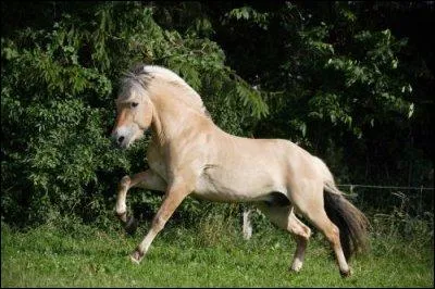 Quelle réponse correspond au mécanisme du galop à gauche ?