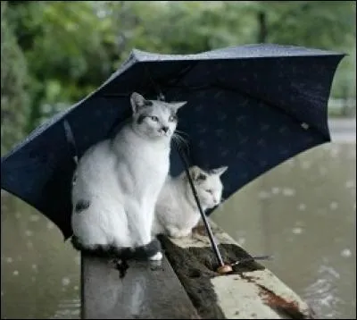 Qui a sorti le titre "Umbrella" en 2007 ?