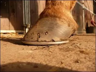 Quelle est cette partie du pied du cheval ?