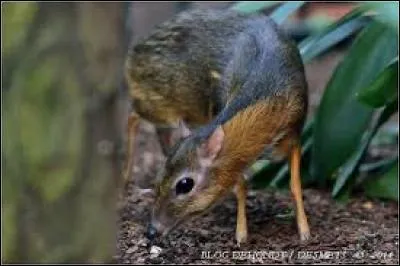 Quelle est l'espèce de cet animal ?