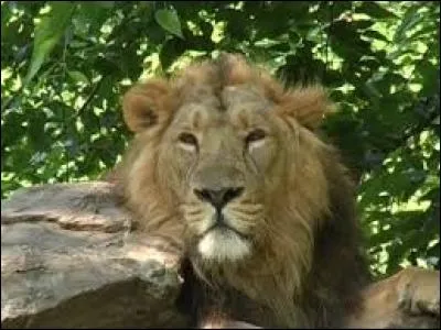 D'où vient cet animal ?