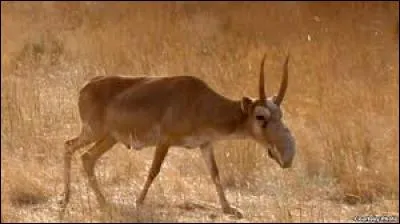 Cet animal existe-il encore ?