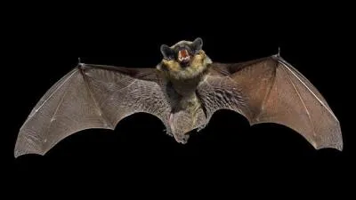 Indice : Le hurlement primaire !