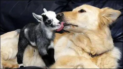 Indices : Assistante sociale, Michel, ma femme une chèvre !