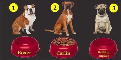 Quel chien va bien manger ?