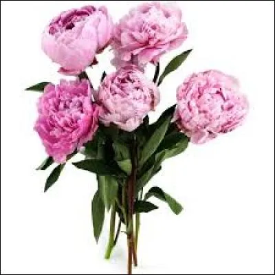 Quel nom porte ces fleurs ?