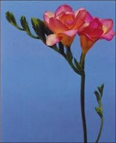 Pouvez-vous me donner le nom de cette fleur ?