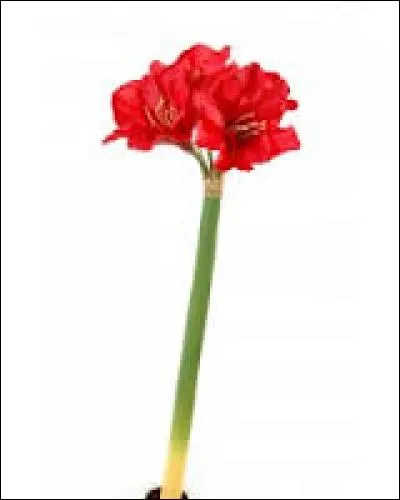 Pour cette fleur, ce sera une question d'orthographe. Il s'agit d'une ...