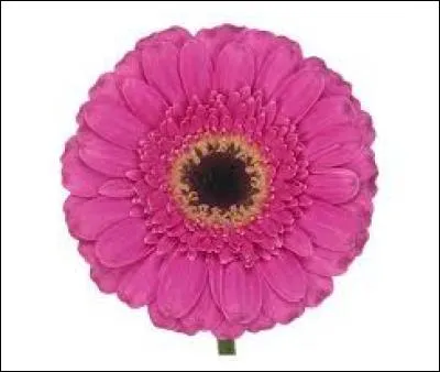 Courant dans les bouquets, cette fleur porte le nom de ...