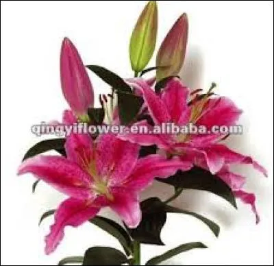 Nous continuons notre bouquet en rajoutant cette fleur, qui est ...