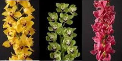 Je vous mets aussi une branche d'orchidée. Comment s'appelle-t-elle ?