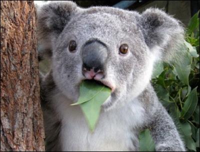 Les koalas ne boivent pratiquement pas d'eau.