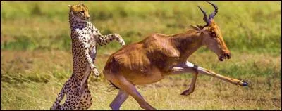 Les guépards peuvent atteindre une vitesse de 150 km/h.