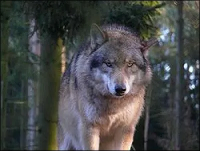 Un loup est un canidé sauvage qui ne peut pas être domestiqué.