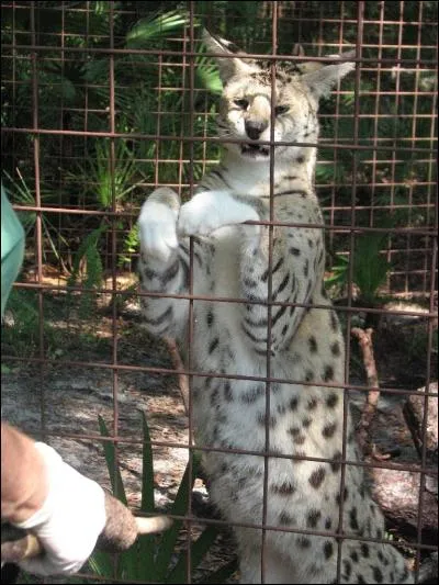 D'après certaines informations, le serval blanc existe mais il n'en reste que deux ou peut être même seulement un.