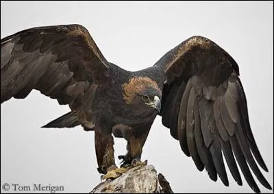 L'il de l'aigle royal adulte est brun foncé et possède une vue vingt fois plus perçante que celle de l'humain.