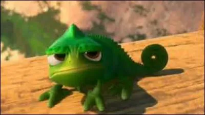 Comment s'appelle ce caméléon ?