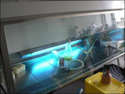 Quel type de hotte faut-il utiliser pour travailler avec des bactéries dangereuses ?