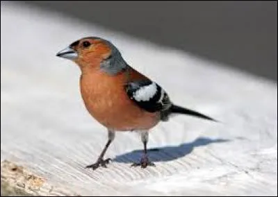 Quel est cet oiseau ?