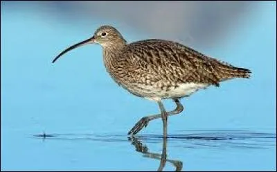 Quel est cet oiseau ?