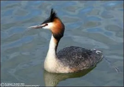 Quel est cet oiseau ?