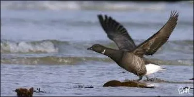 Quel est cet oiseau ?