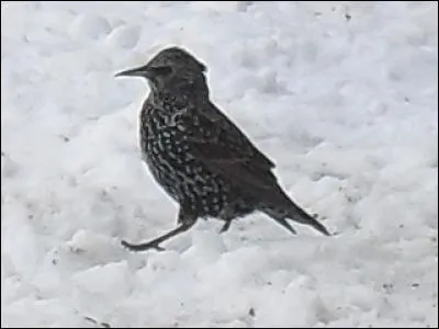 Quel est cet oiseau ?