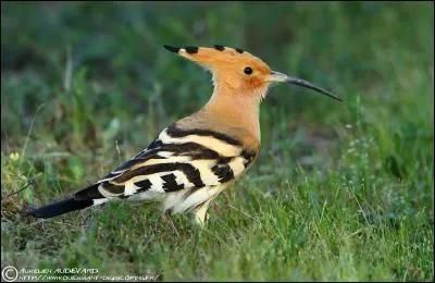 Quel est cet oiseau ?