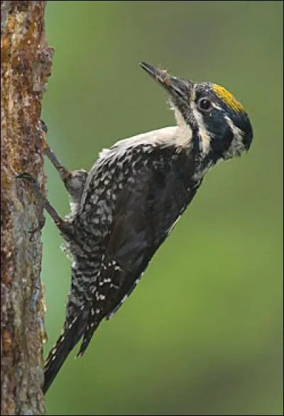 Quel est cet oiseau ?