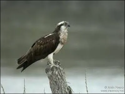 Quel est cet oiseau ?