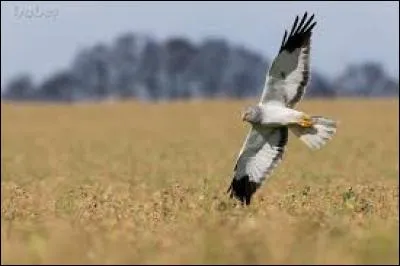 Quel est cet oiseau ?