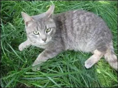 Le chat voit-il le rouge ?